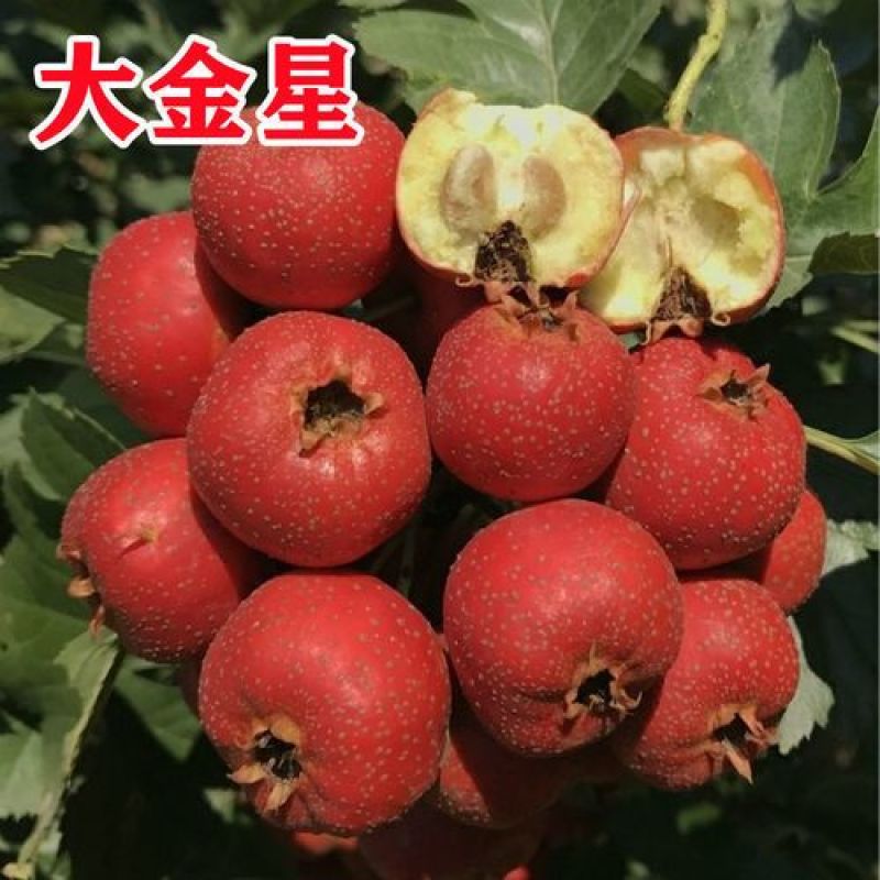 大金星山楂苗，适合南北方种植，山地，破地，平地，均可种植