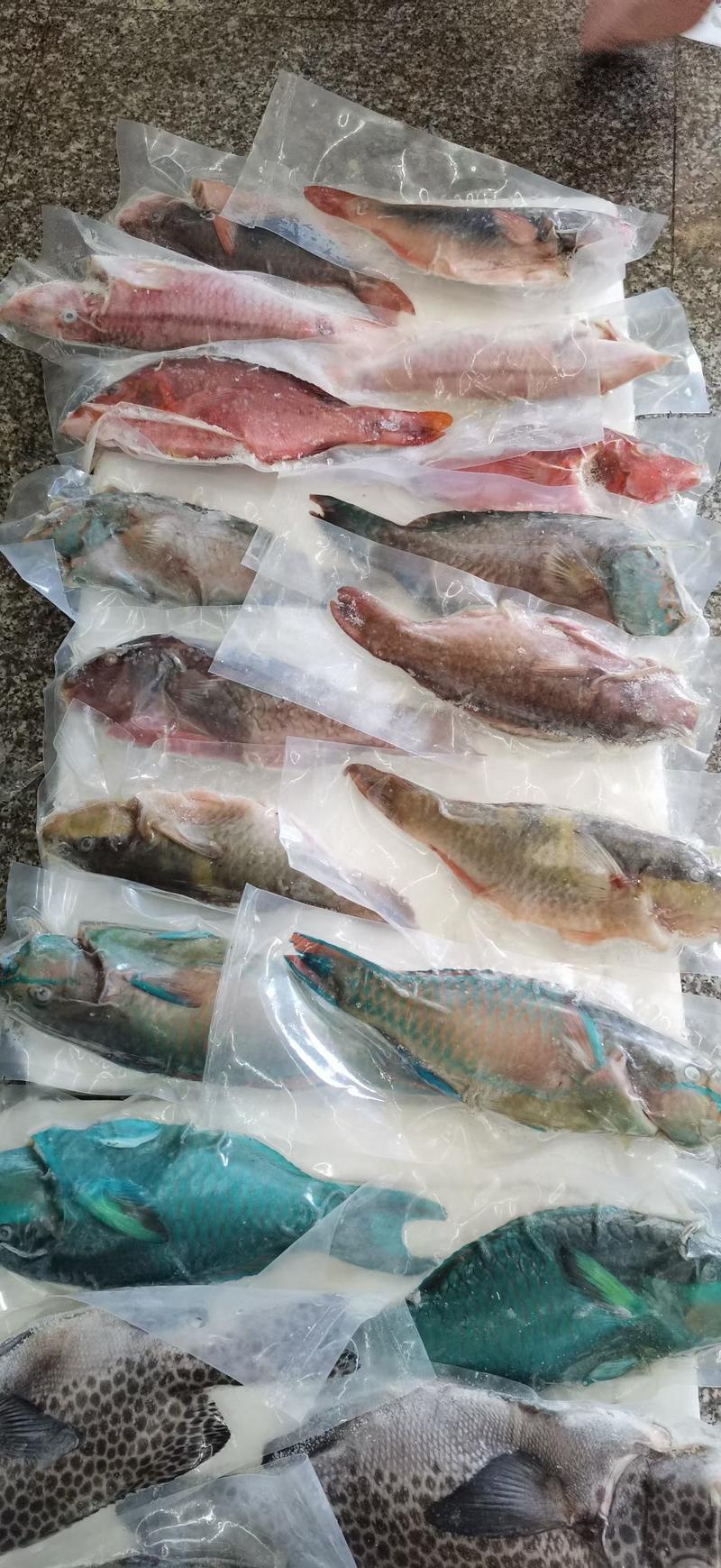 青衣鱼+包邮+备种海鱼+放血+冰冻海鱼+冰冻真空包装袋子