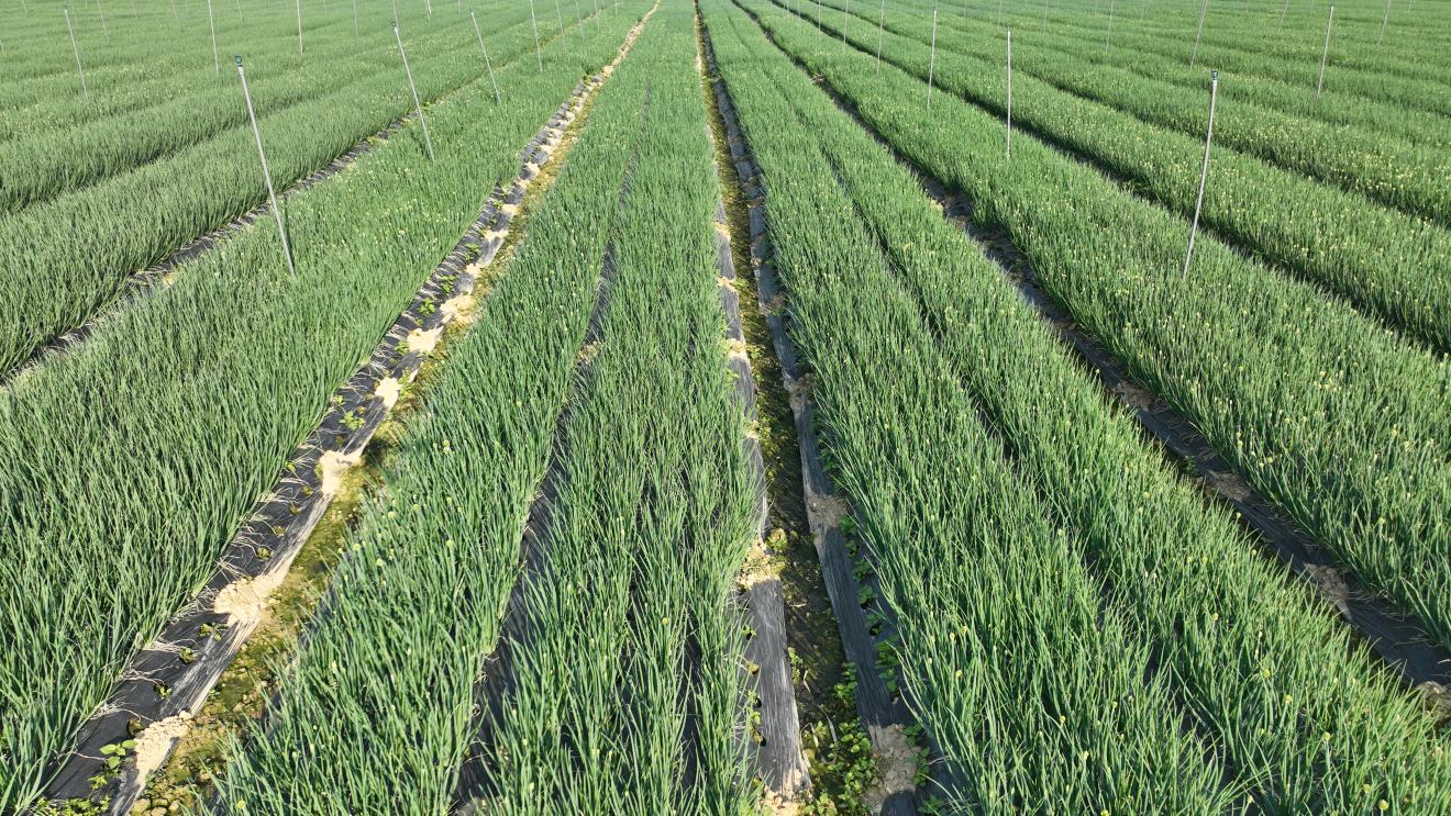 小葱田间长势良好的实景图