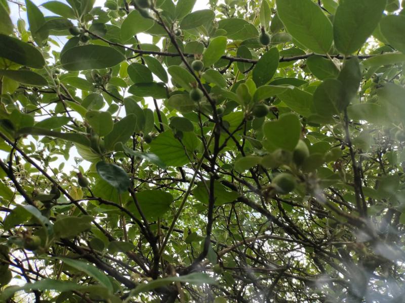 云南玉溪高山原生态多樱芽多樱芽