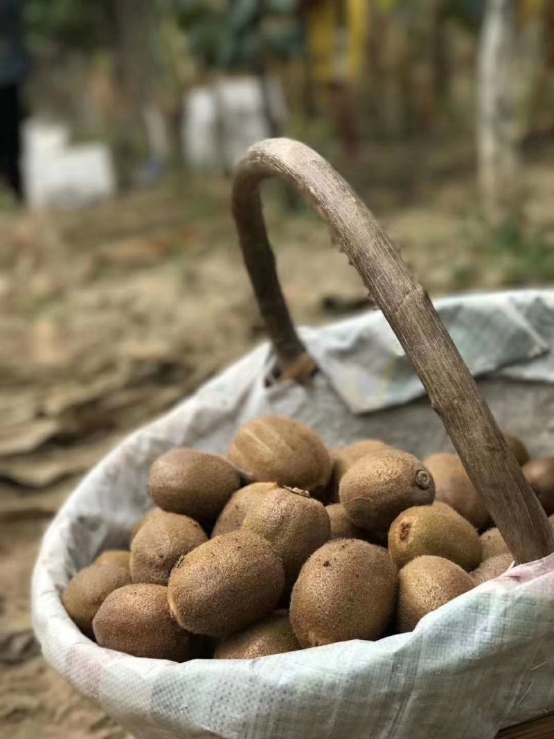 陕西眉县猕猴桃徐香猕猴桃大量上市产地直供一手货源