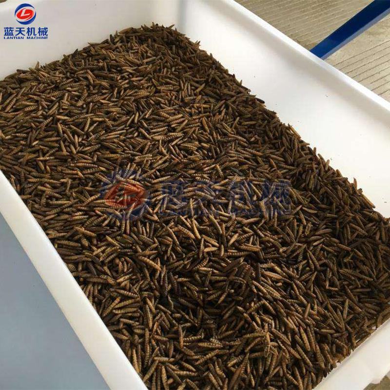 黑水虻烘干机热泵式蚕蛹虫蛹蚯蚓烘干箱黄粉虫除湿烘干房