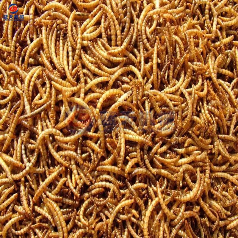 黑水虻烘干机热泵式蚕蛹虫蛹蚯蚓烘干箱黄粉虫除湿烘干房
