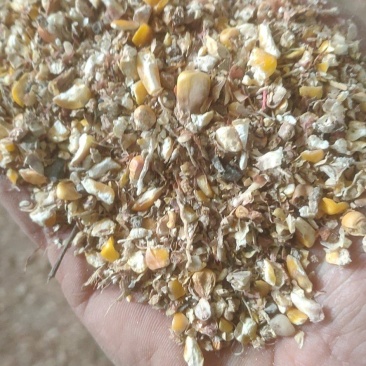 养殖碎玉米