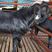 努比亚黑山羊，纯种黑山羊，肉山羊怀孕母羊，小羊羔源头厂家