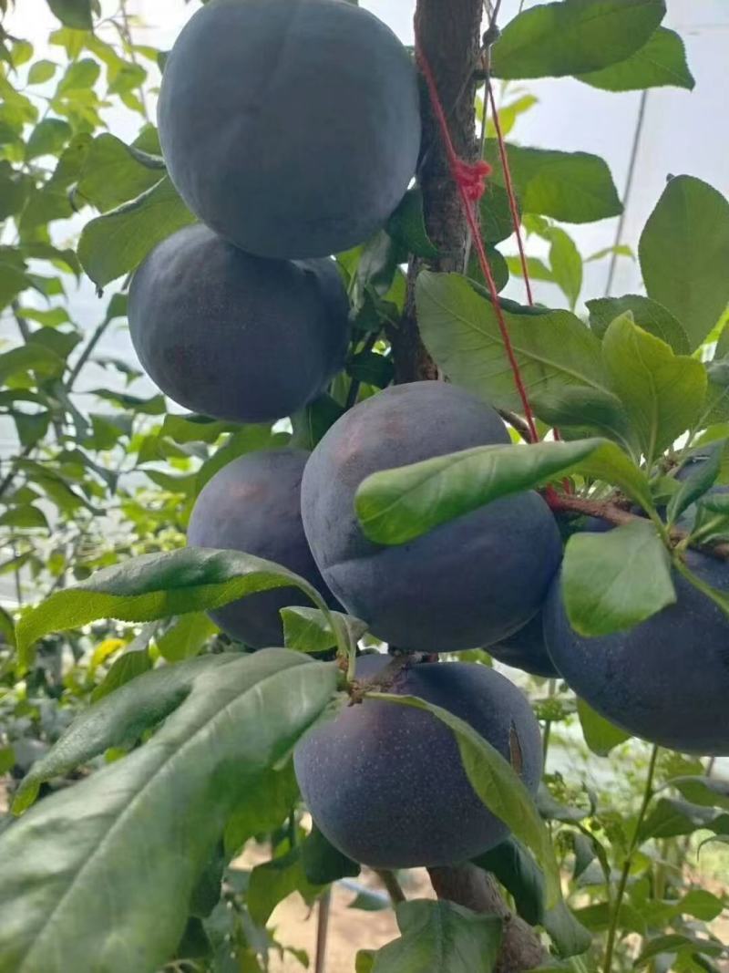 黑霸李子，黑布林李子黑李子大连特殊黑布林李子欢迎前来选购