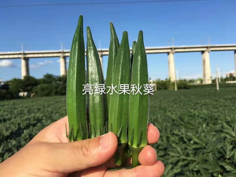 亮绿水果秋葵种子补肾菜基地秋葵蔬菜种子杂交一代早熟品种