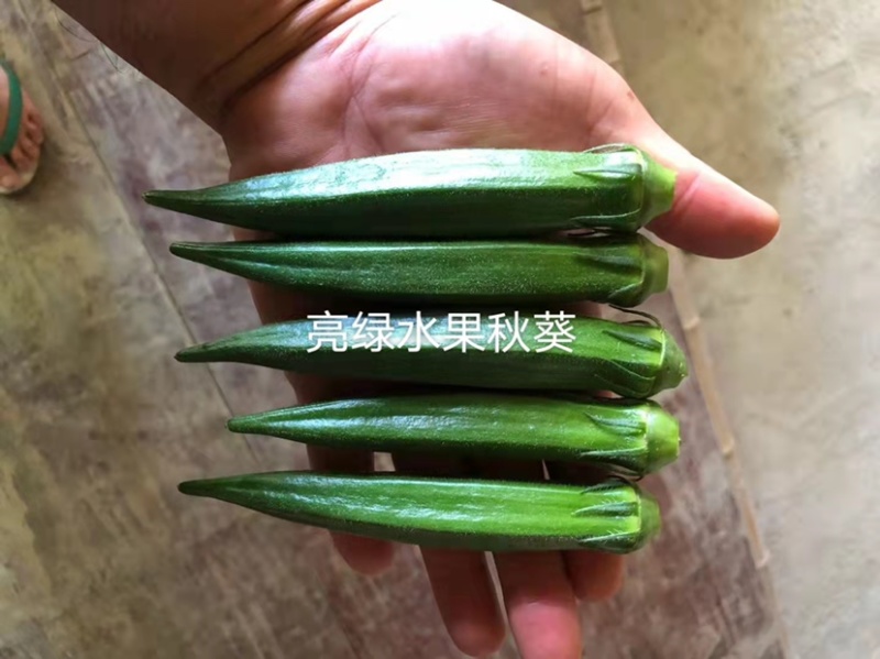 亮绿水果秋葵种子补肾菜基地秋葵蔬菜种子杂交一代早熟品种