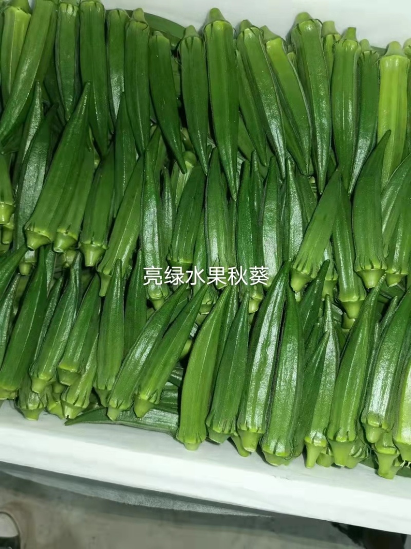 亮绿水果秋葵种子补肾菜基地秋葵蔬菜种子杂交一代早熟品种