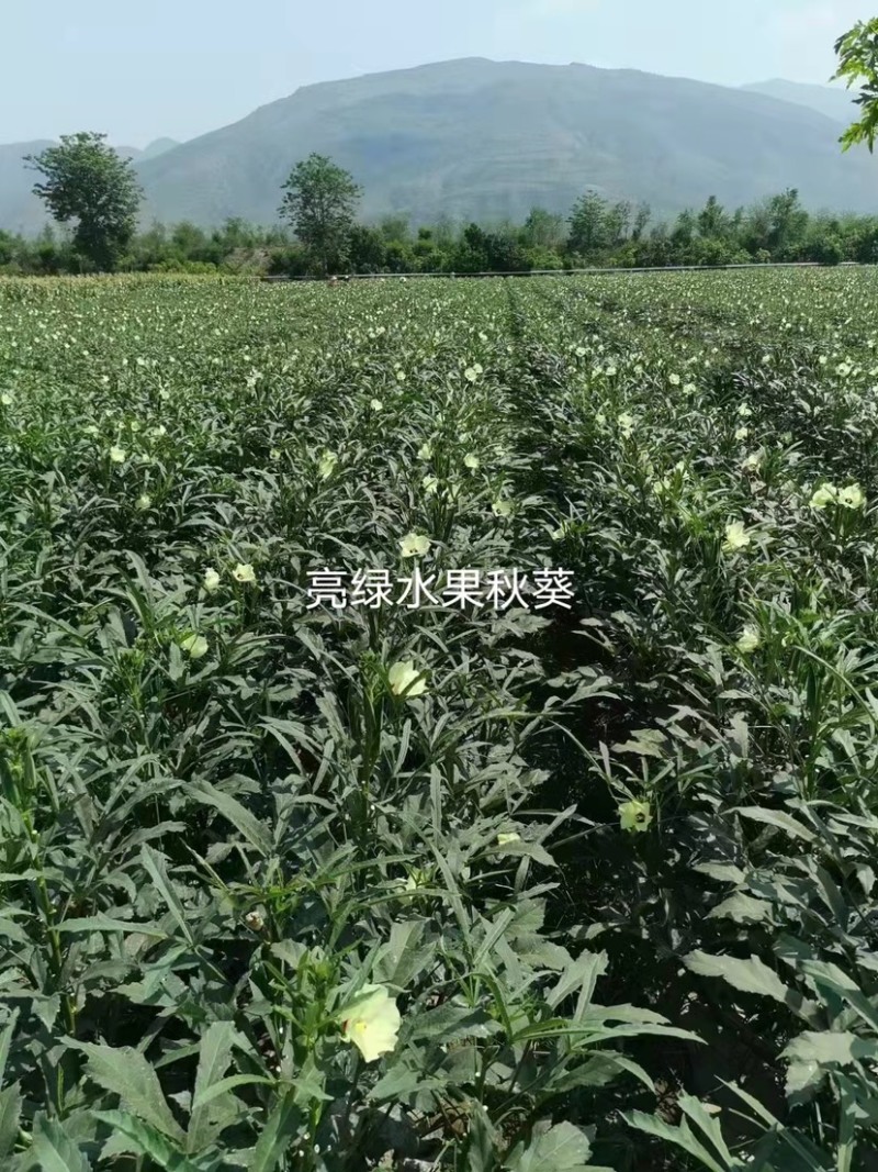 亮绿水果秋葵种子补肾菜基地秋葵蔬菜种子杂交一代早熟品种