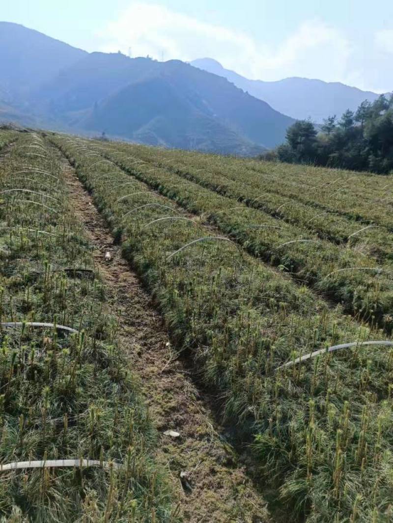 华山松苗，华山松袋苗，一手货源。