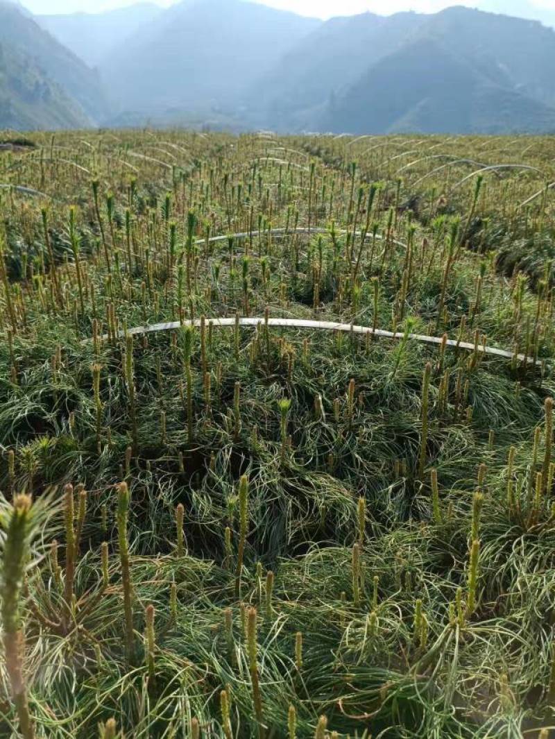 华山松苗，华山松袋苗，一手货源。