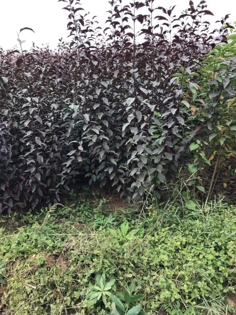 大量出售李子树苗！保证质量！保证质量诚信经营！