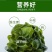 【热卖】盐渍裙带菜海白菜海藻海带凉拌菜麻辣烫火锅食材产地