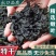 【泡发率8-10倍】淡干裙带菜干制法出口特级鲜嫩无沙免洗