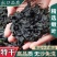 【泡发率8-10倍】淡干裙带菜干制法出口特级鲜嫩无沙免洗