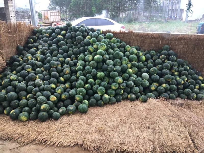 新西兰板栗南瓜南瓜专业代办价格合理诚信经营