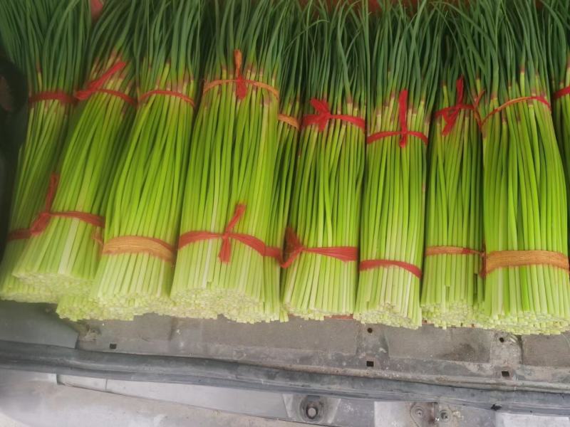 推荐2025年河南红帽蒜薹通货50~60cm大量供应