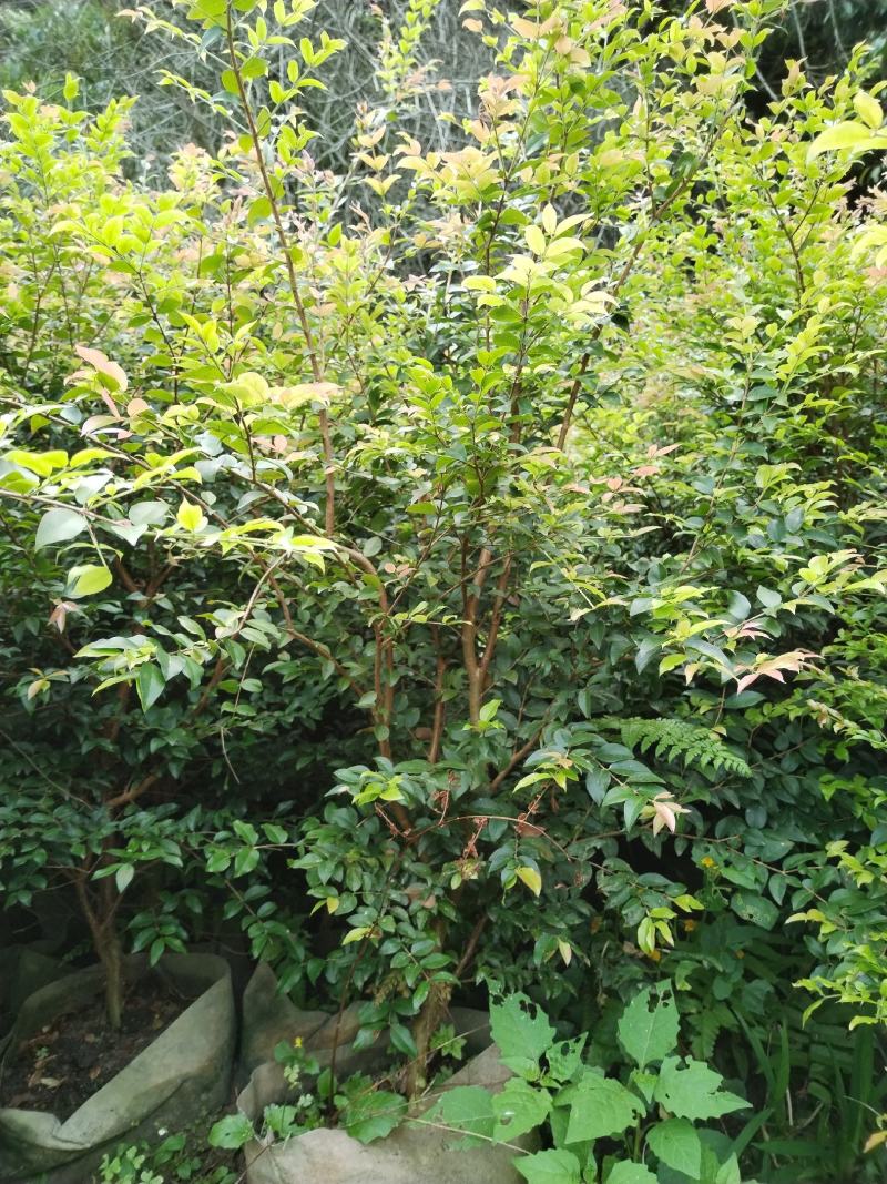 嘉宝果苗，大小袋苗