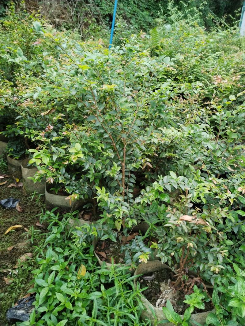 嘉宝果苗，大小袋苗