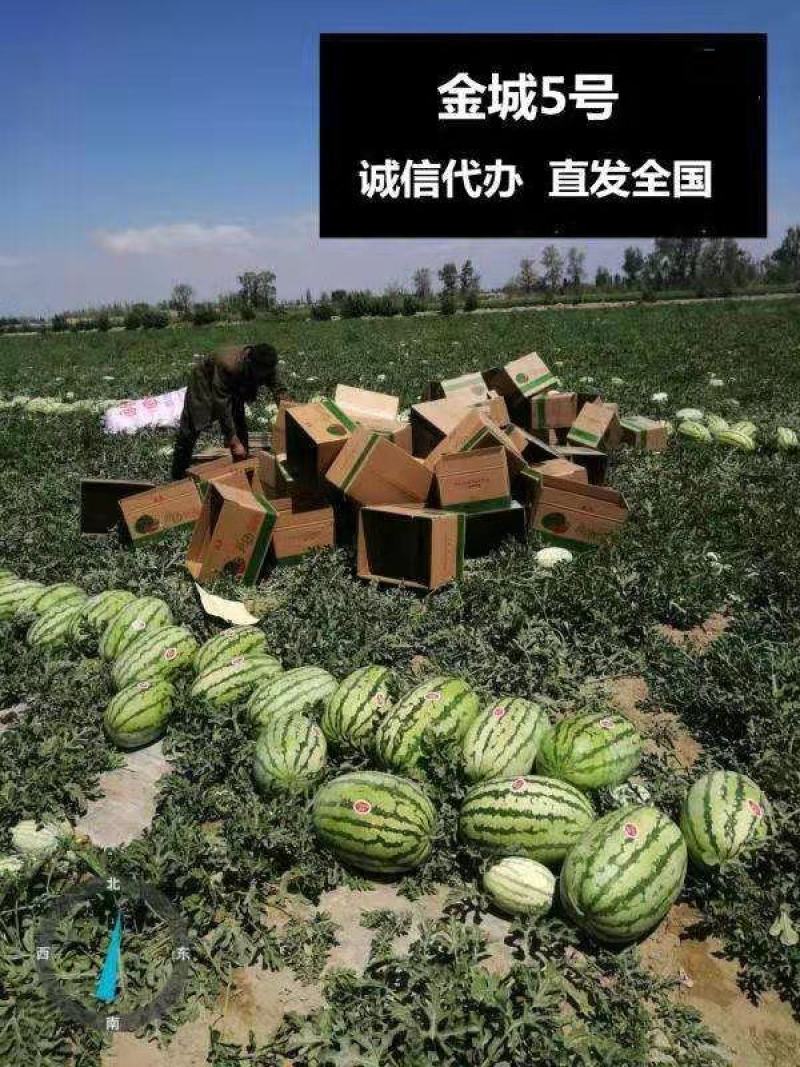 新疆西瓜吐鲁番哈密昌吉安农金城5号双红瓤专业代办全国发货