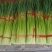 杂交蒜薹通货，河南红帽蒜薹全国各地可发50~60cm