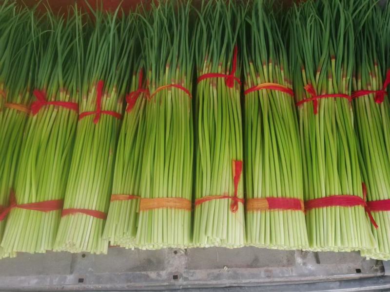 杂交蒜薹通货，河南红帽蒜薹全国各地可发50~60cm