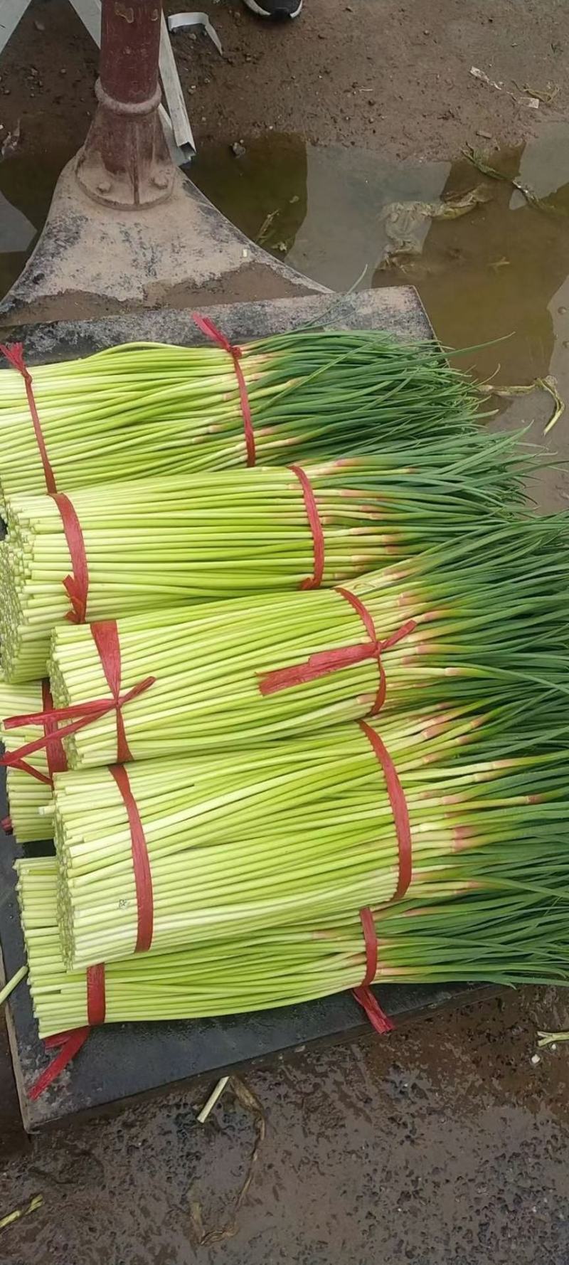 杂交蒜薹通货，河南红帽蒜薹全国各地可发50~60cm