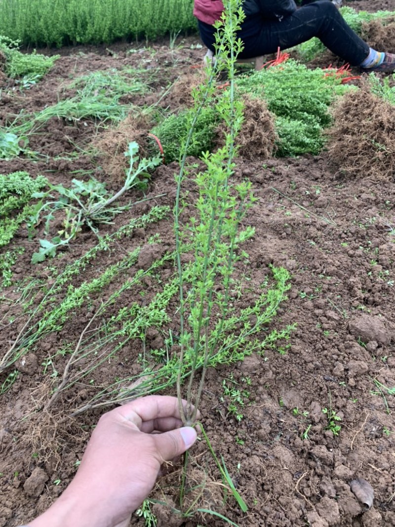 迎春种植基地自产自销基地常年供应货源充足