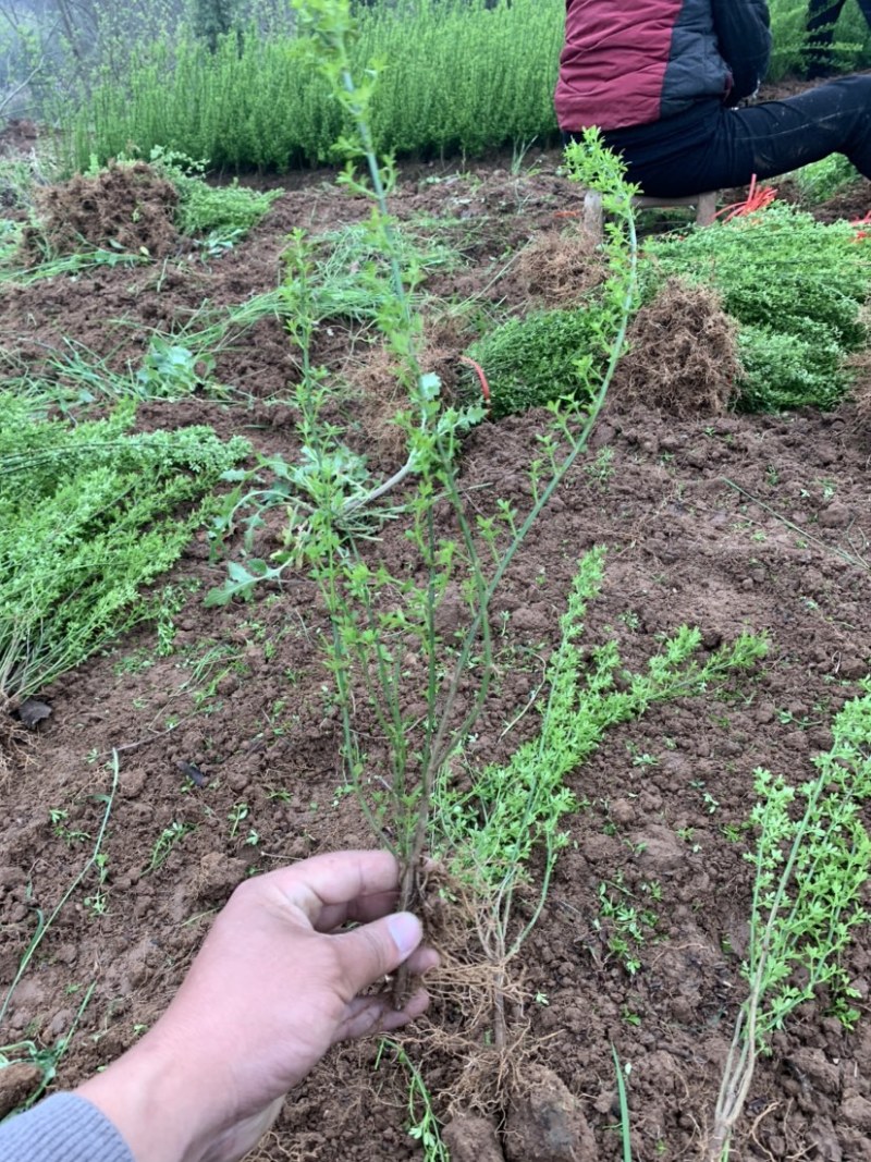 迎春种植基地自产自销基地常年供应货源充足