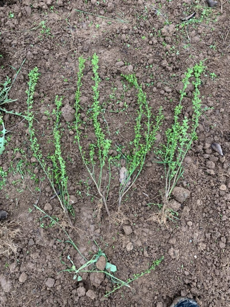 迎春种植基地自产自销基地常年供应货源充足