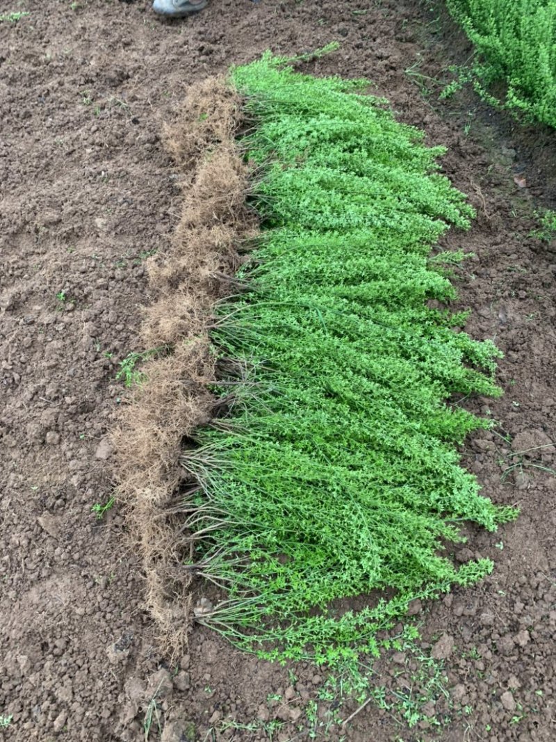 迎春种植基地自产自销基地常年供应货源充足