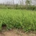 迎春种植基地自产自销基地常年供应货源充足