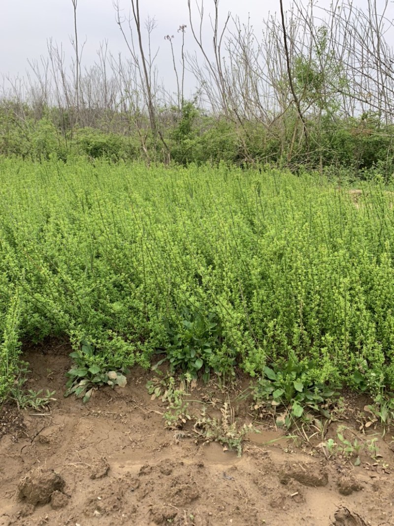 迎春种植基地自产自销基地常年供应货源充足