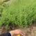 迎春种植基地自产自销基地常年供应货源充足