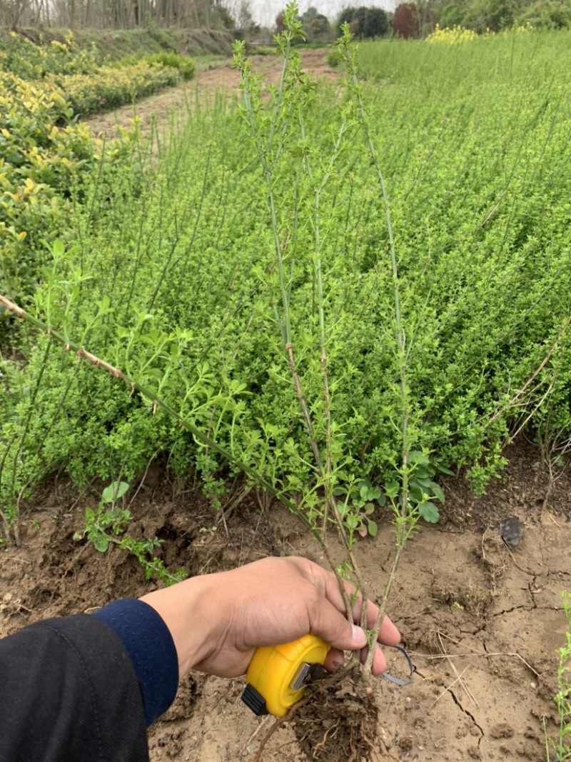 迎春种植基地自产自销基地常年供应货源充足