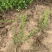迎春种植基地自产自销基地常年供应货源充足