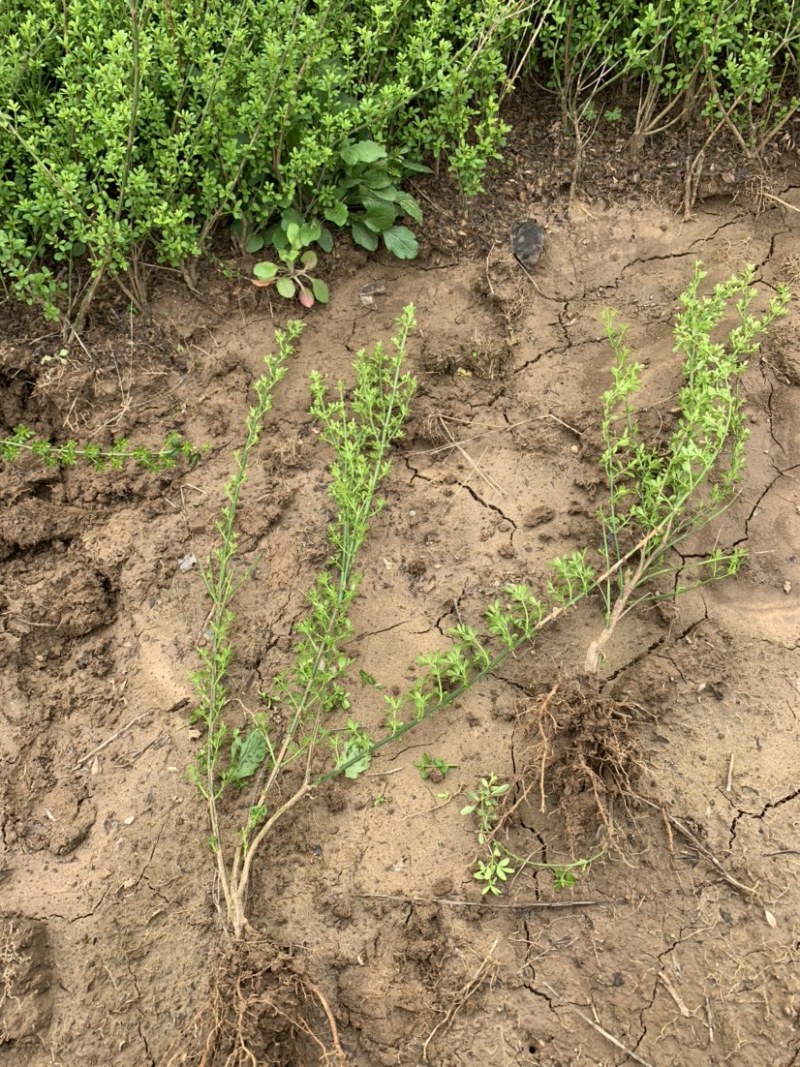 迎春种植基地自产自销基地常年供应货源充足