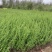 迎春种植基地自产自销基地常年供应货源充足