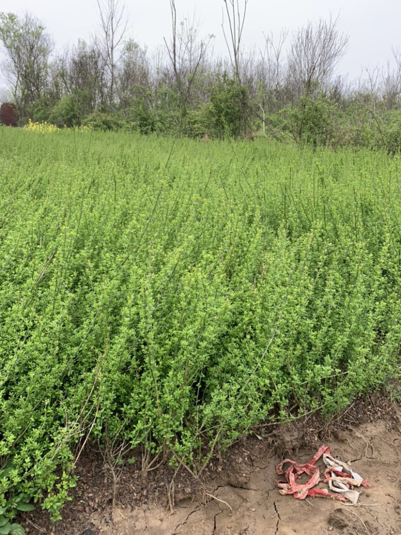 迎春种植基地自产自销基地常年供应货源充足