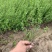 迎春种植基地自产自销基地常年供应货源充足