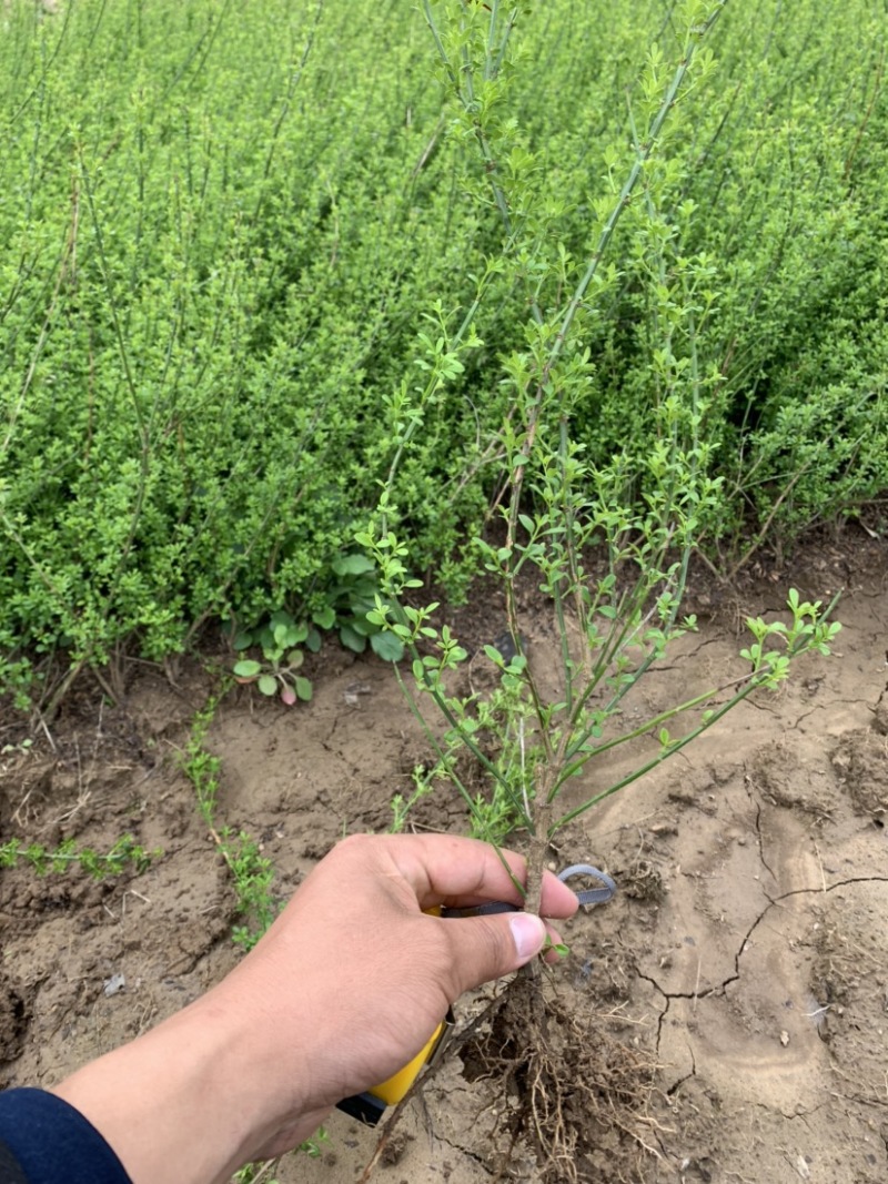 迎春种植基地自产自销基地常年供应货源充足