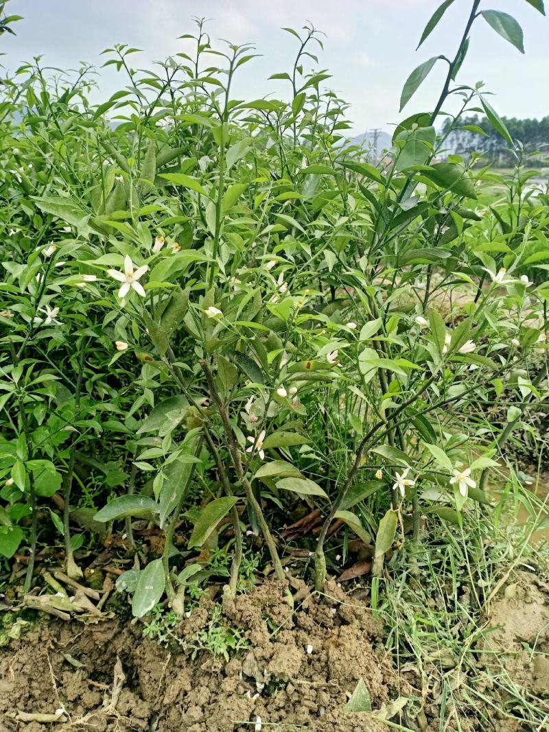 新会柑大苗茶枝柑大苗