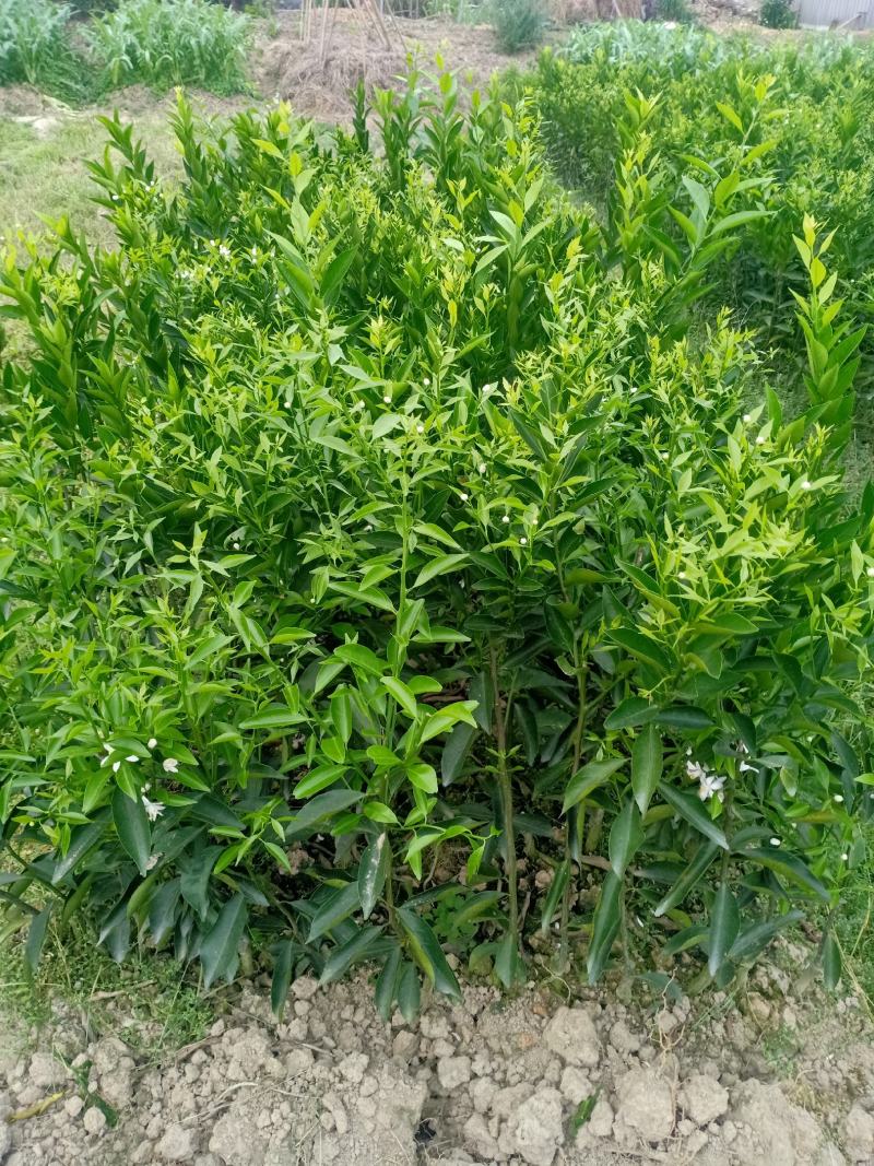 新会柑大苗茶枝柑大苗