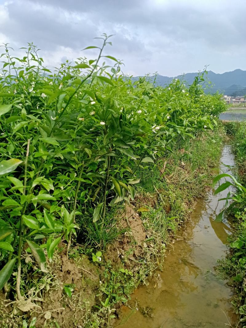 新会柑大苗茶枝柑大苗