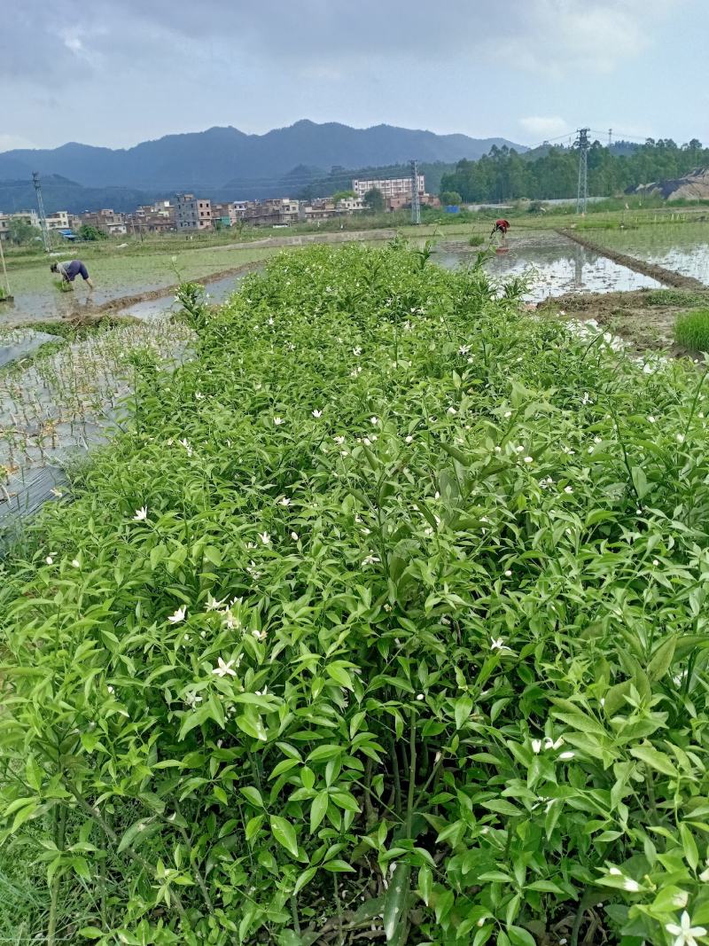 新会柑大苗茶枝柑大苗