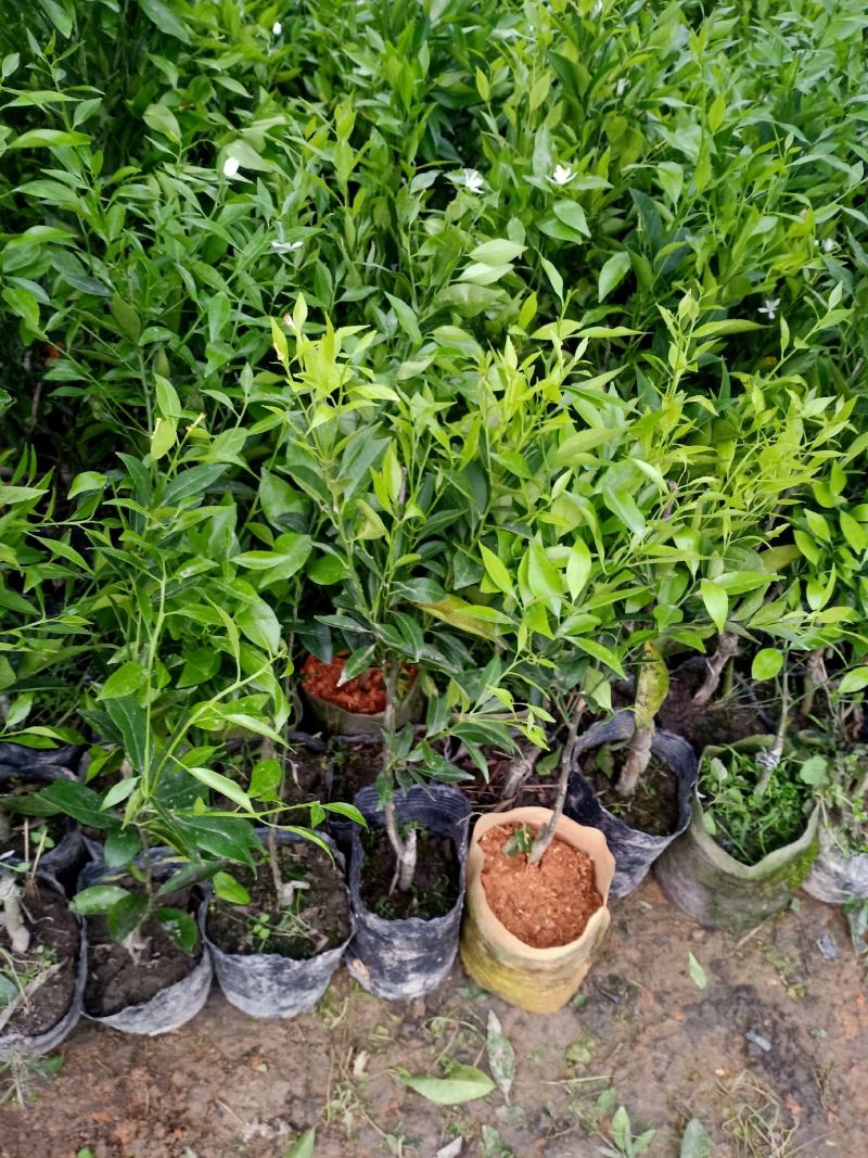 新会柑杯苗茶枝柑杯苗陈皮柑杯苗