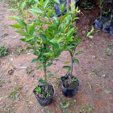 新会柑杯苗茶枝柑杯苗陈皮柑杯苗