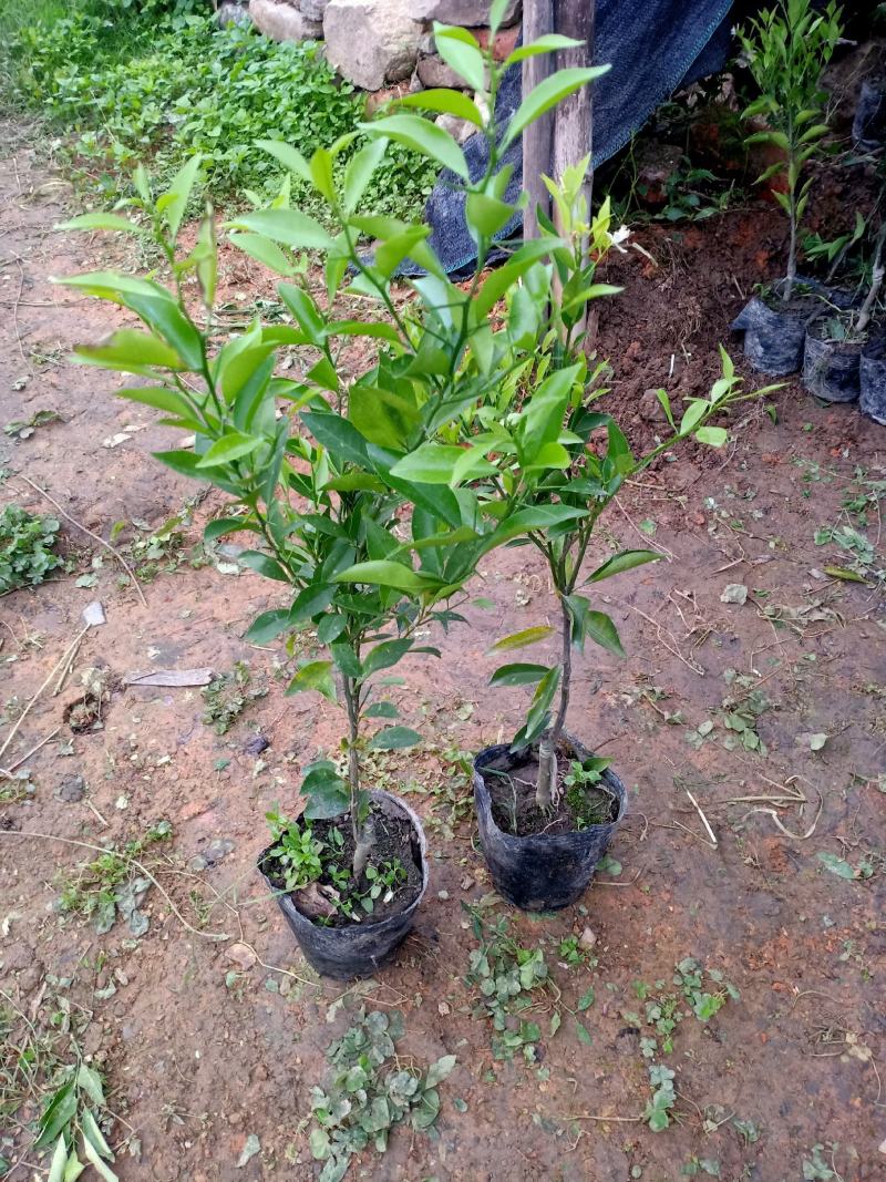 新会柑杯苗茶枝柑杯苗陈皮柑杯苗
