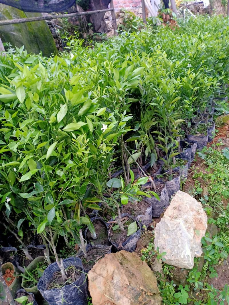 新会柑杯苗茶枝柑杯苗陈皮柑杯苗